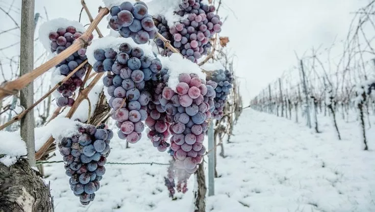Grappoli d'uva congelati pronti ad essere trasformati in Eiswein